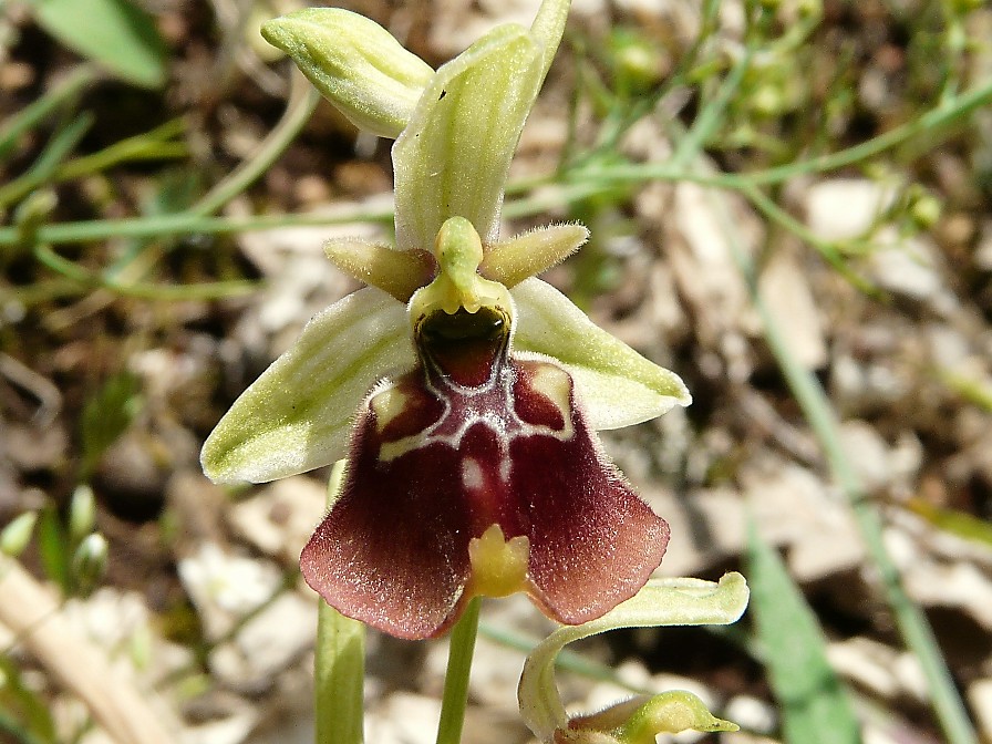 Ibrido: Ophrys fuciflora x O. lacaitae